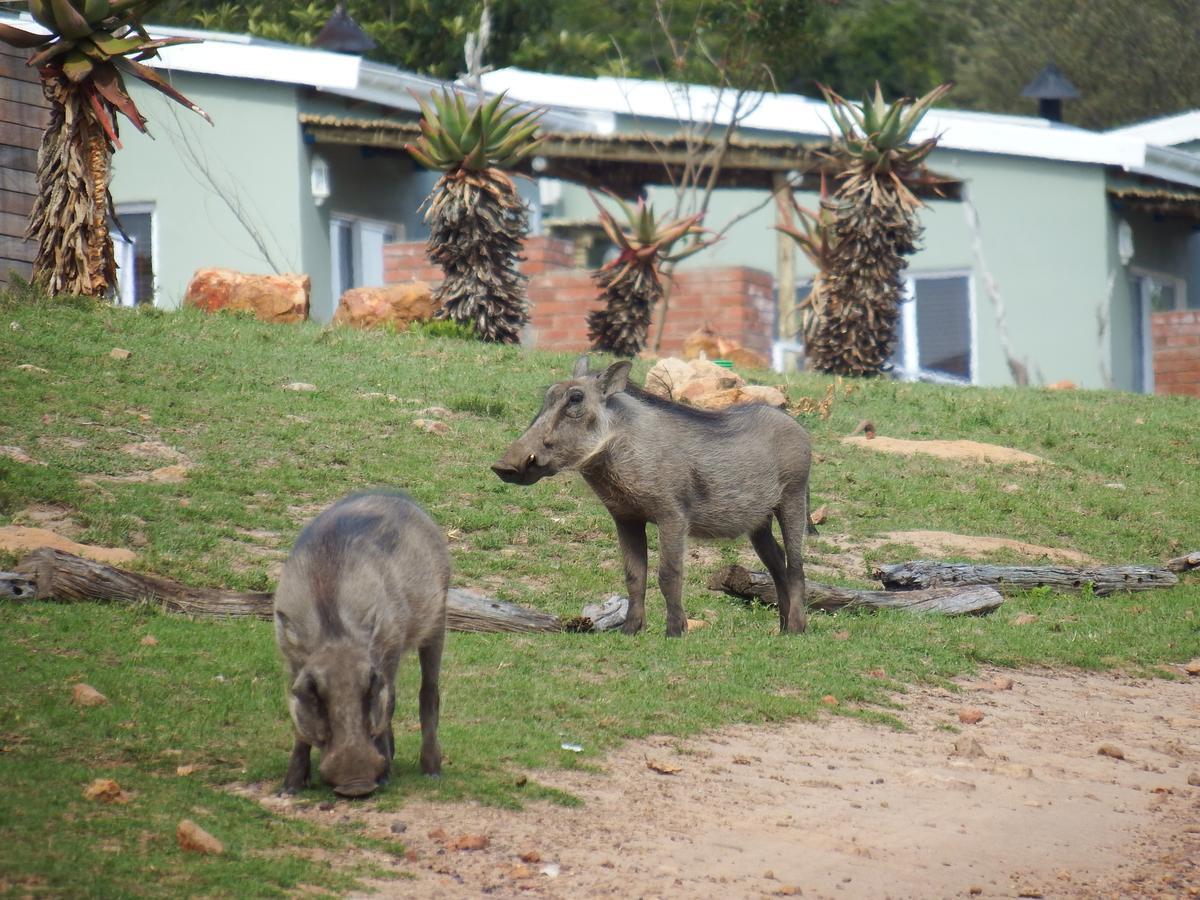 Stoneyvale Cottages Grahamstown Buitenkant foto